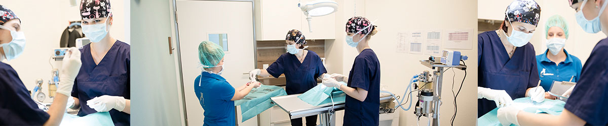Tierarzt Operation