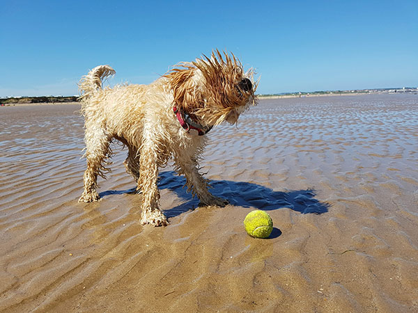 Ferien mit Hund am Meer