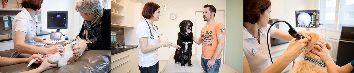 Tierarzt Notfall